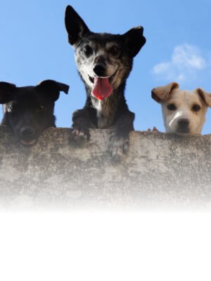 for Pets